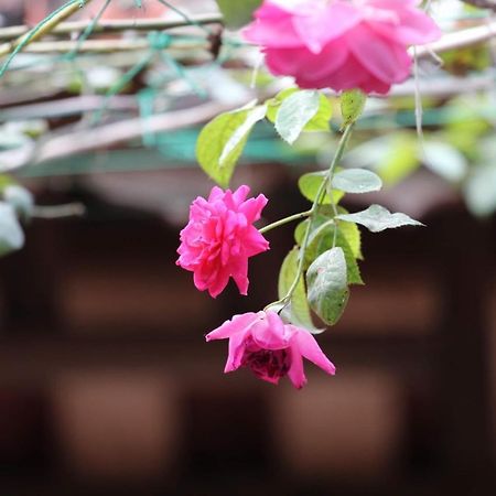 Chicken'S House- Duong Lam Homestay Hanoi Exterior foto