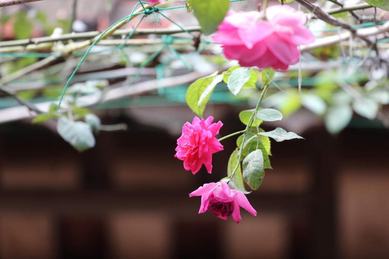 Chicken'S House- Duong Lam Homestay Hanoi Exterior foto